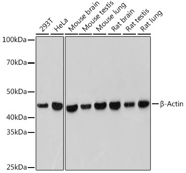 beta Actin Antibody in Western Blot (WB)