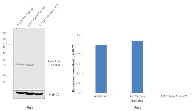 beta Actin Antibody in Western Blot (WB)