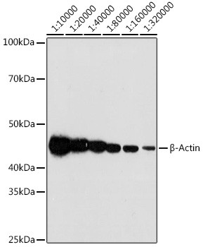 beta Actin Antibody in Western Blot (WB)