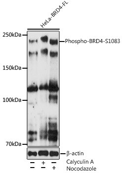 Phospho-BRD4 (Ser1083) Antibody in Western Blot (WB)