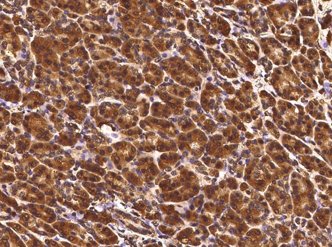 TCERG1L Antibody in Immunohistochemistry (Paraffin) (IHC (P))