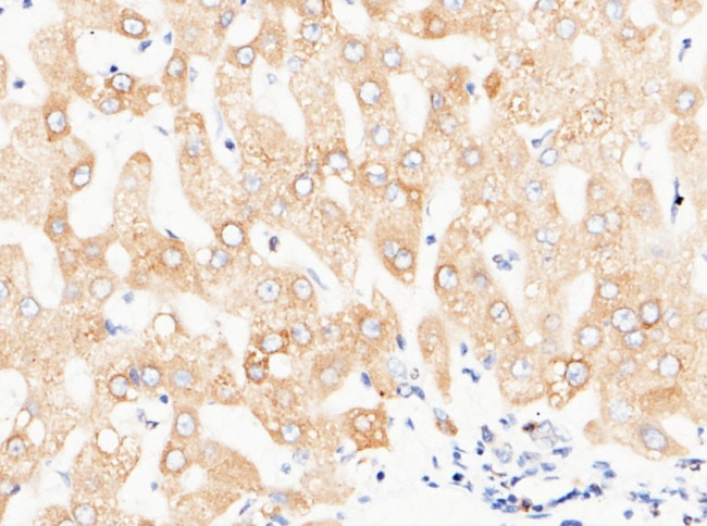 PDI Antibody in Immunohistochemistry (Paraffin) (IHC (P))