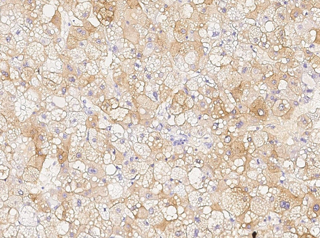 Chordin Antibody in Immunohistochemistry (Paraffin) (IHC (P))