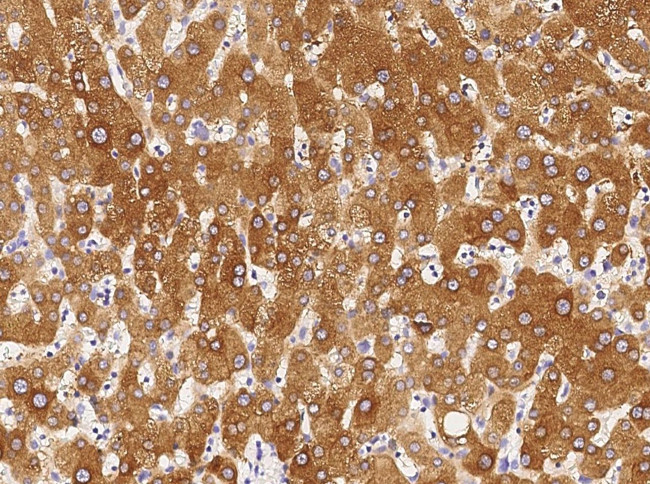 Chordin Antibody in Immunohistochemistry (Paraffin) (IHC (P))