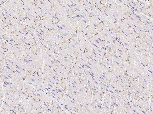 Connexin 43 Antibody in Immunohistochemistry (Paraffin) (IHC (P))