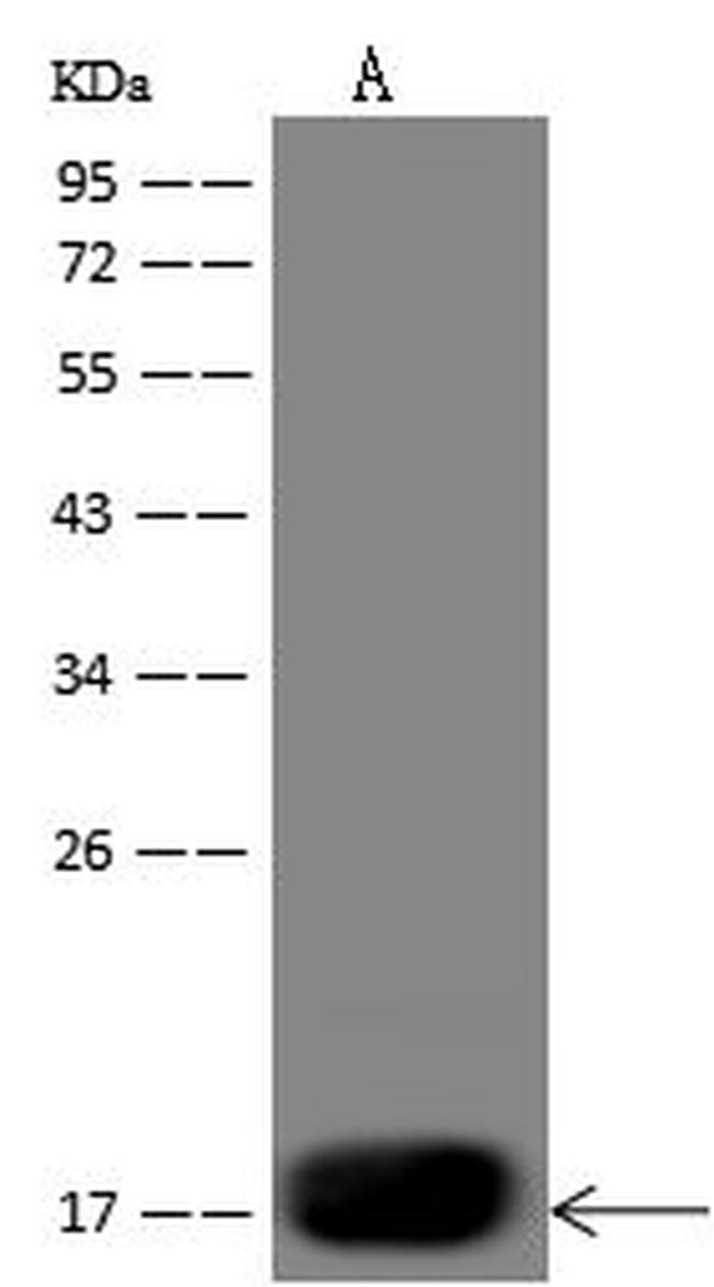 CD205 Antibody in Western Blot (WB)