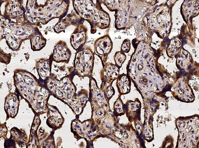 Neuropilin 1 Antibody in Immunohistochemistry (Paraffin) (IHC (P))