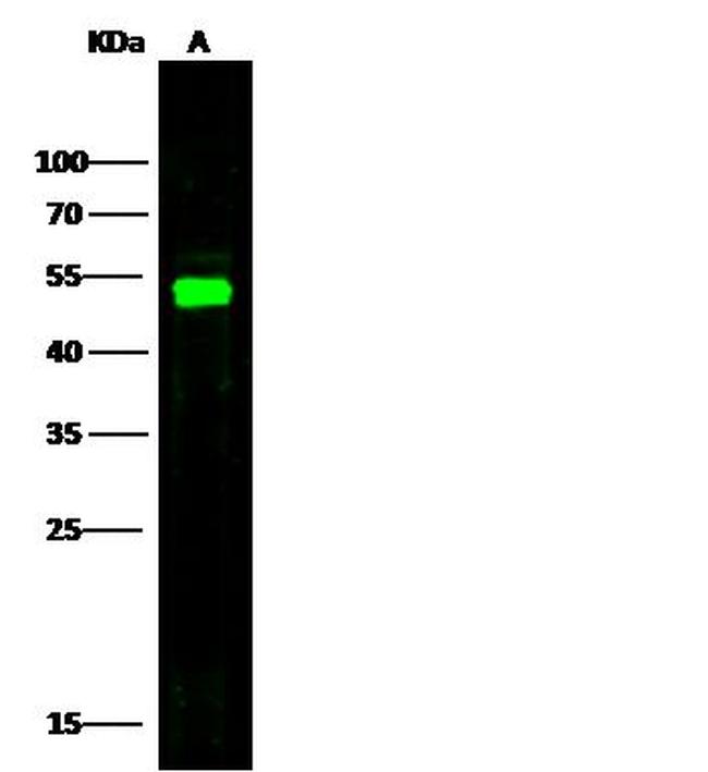 E-selectin Antibody in Western Blot (WB)