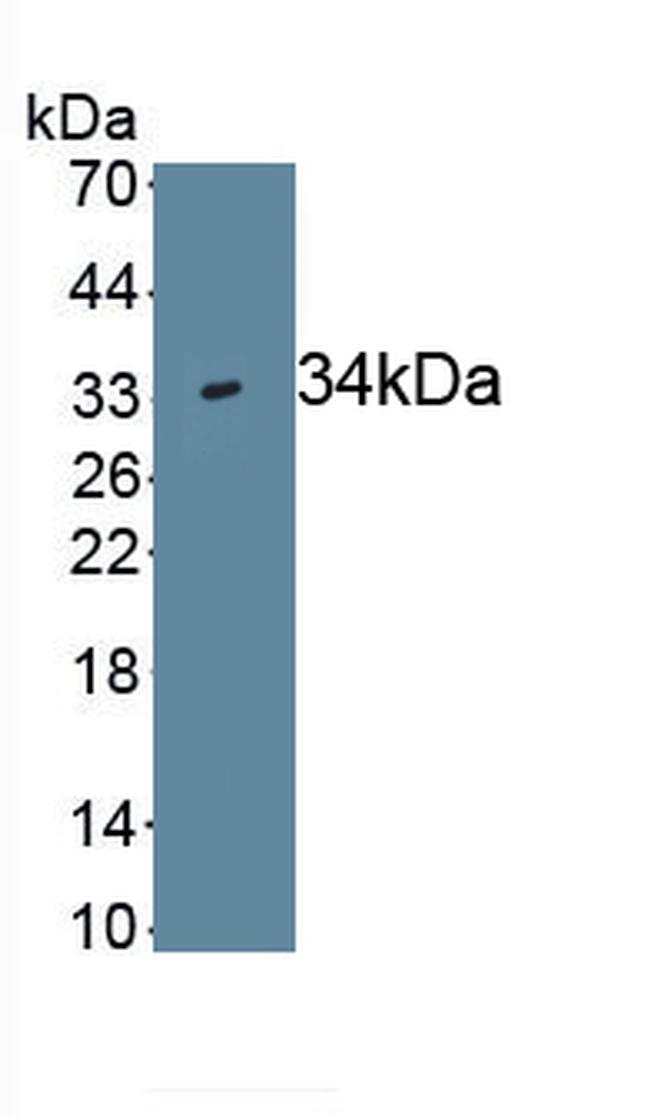 WNT7B Antibody in Western Blot (WB)