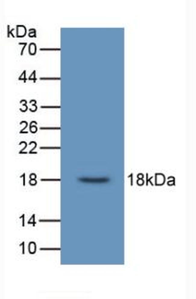 UCN3 Antibody in Western Blot (WB)