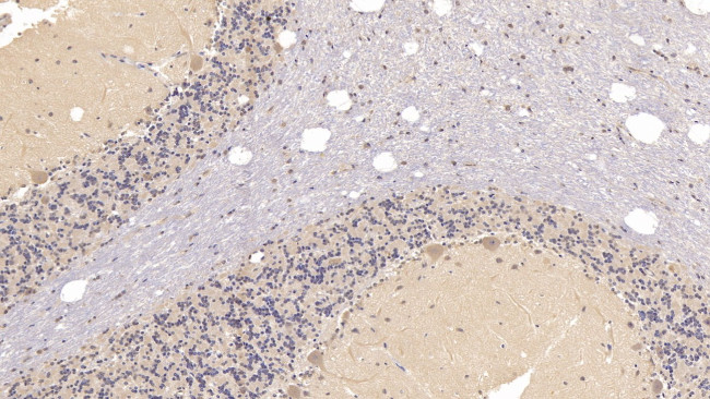 SIGLEC10 Antibody in Immunohistochemistry (Paraffin) (IHC (P))