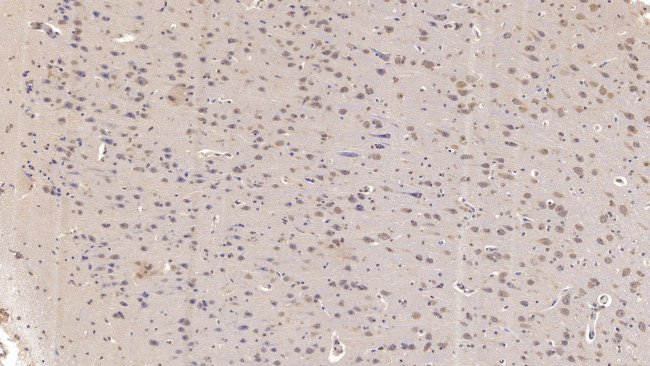 SIGLEC10 Antibody in Immunohistochemistry (Paraffin) (IHC (P))