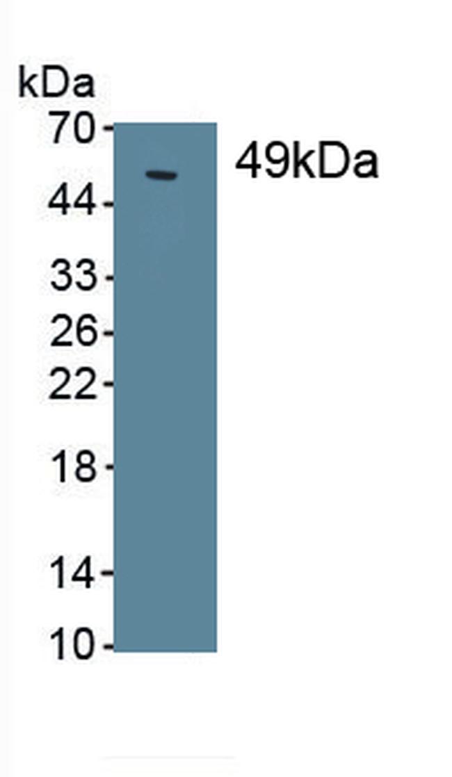 SFTPC Antibody in Western Blot (WB)