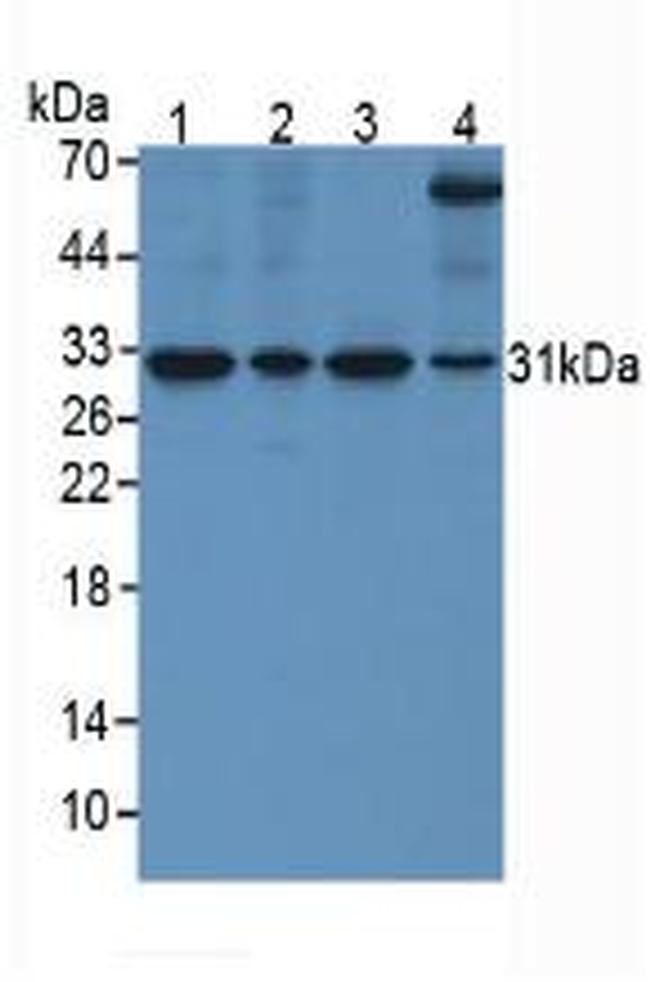 SFRP4 Antibody in Western Blot (WB)