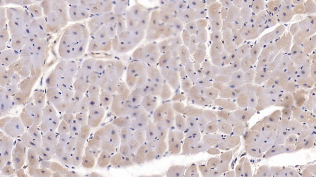 SFRP1 Antibody in Immunohistochemistry (Paraffin) (IHC (P))