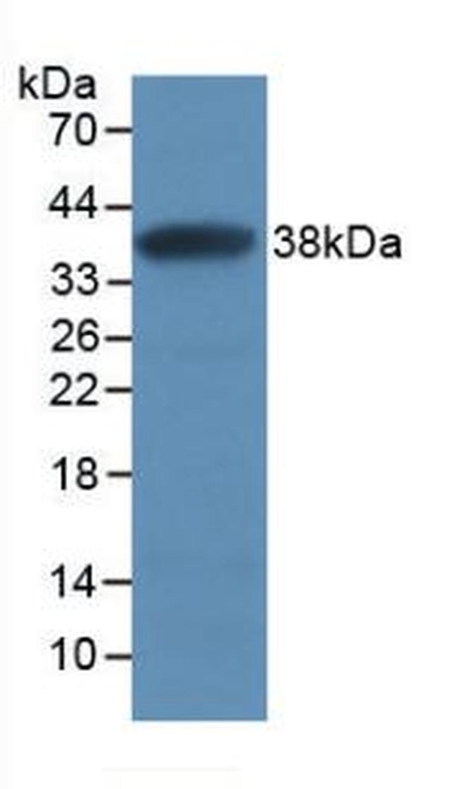 SFRP1 Antibody in Western Blot (WB)