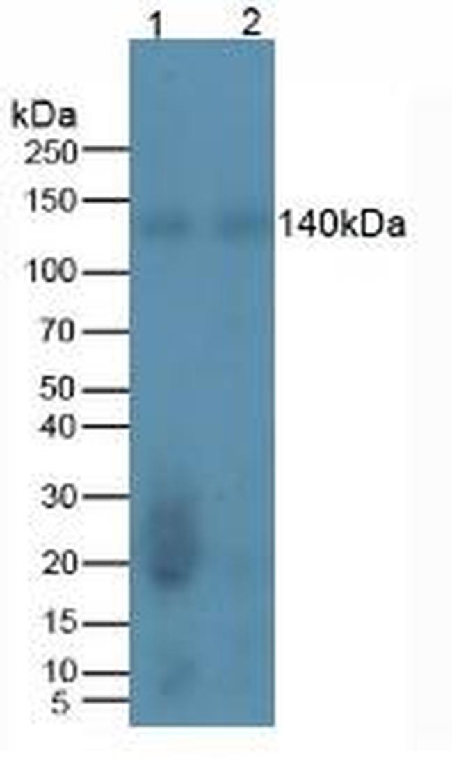 REV1 Antibody in Western Blot (WB)