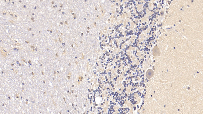 RARS Antibody in Immunohistochemistry (Paraffin) (IHC (P))