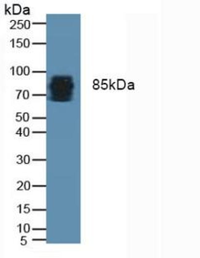 Periostin Antibody in Western Blot (WB)