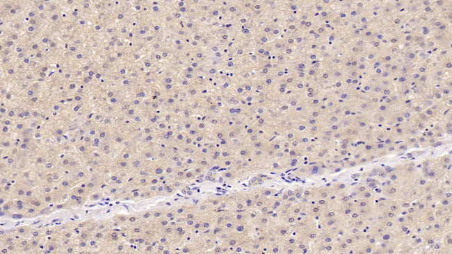 OAS1 Antibody in Immunohistochemistry (Paraffin) (IHC (P))