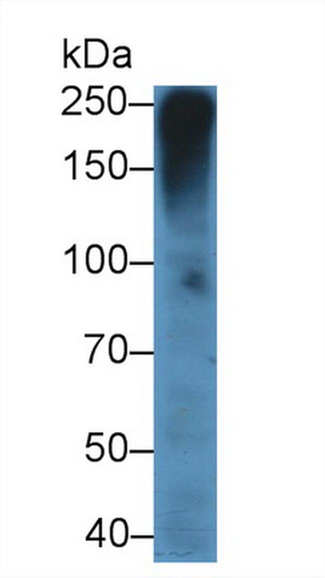 MUC5AC Antibody in Western Blot (WB)