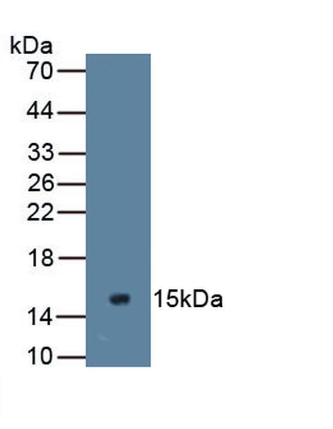 MUC2 Antibody in Western Blot (WB)