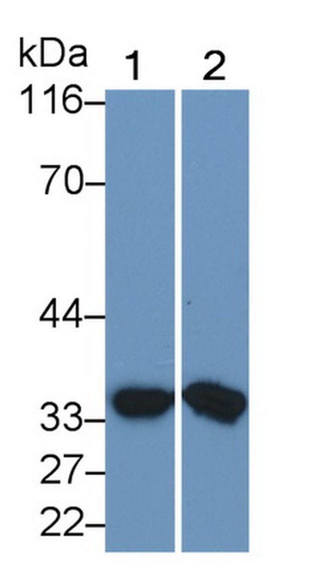 MMP7 Antibody in Western Blot (WB)