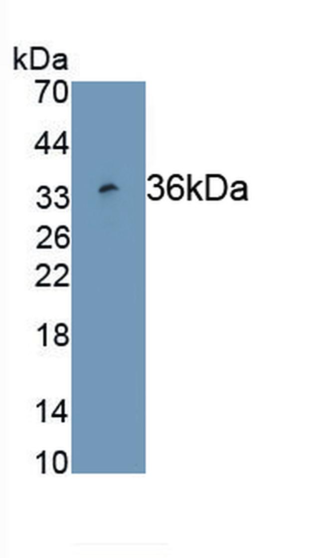 Mesothelin Antibody in Western Blot (WB)