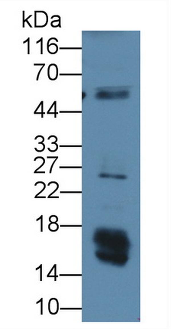 Leptin Antibody in Western Blot (WB)