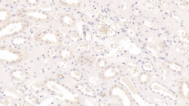 IL-9 Antibody in Immunohistochemistry (Paraffin) (IHC (P))