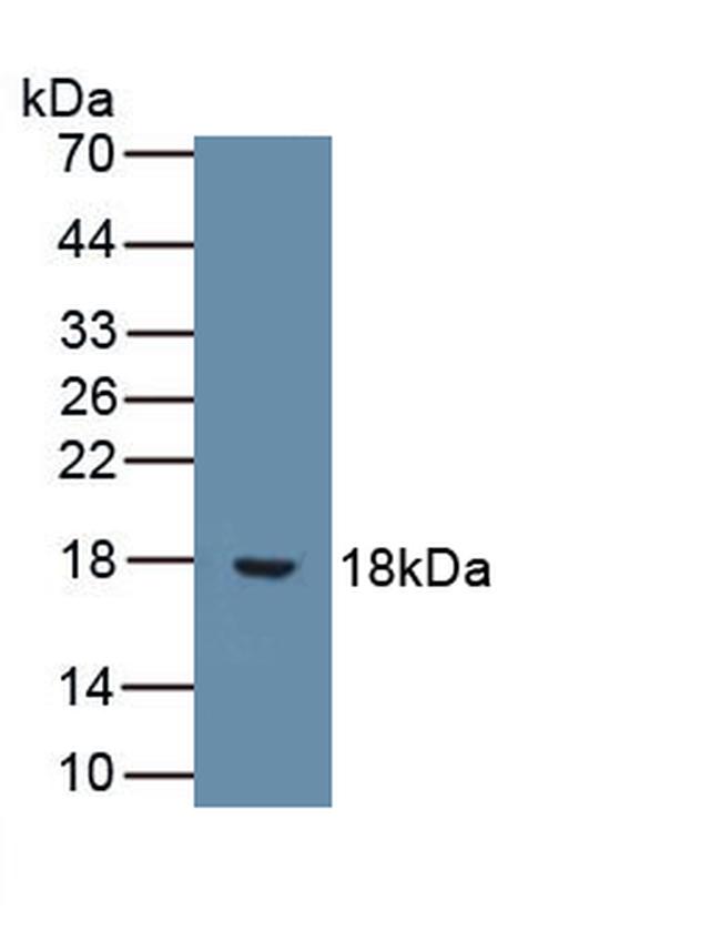 IL-9 Antibody in Western Blot (WB)