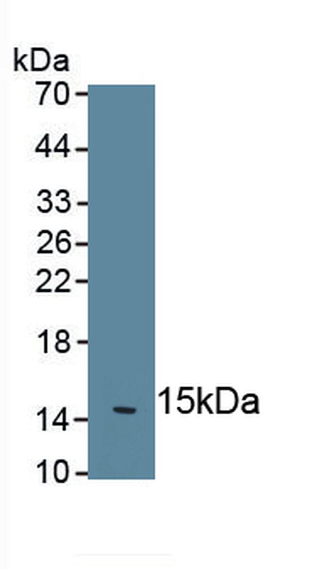 IL-5 Antibody in Western Blot (WB)