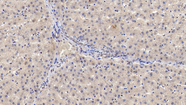 IL-29 Antibody in Immunohistochemistry (Paraffin) (IHC (P))