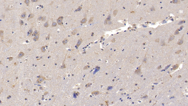 IL-29 Antibody in Immunohistochemistry (Paraffin) (IHC (P))