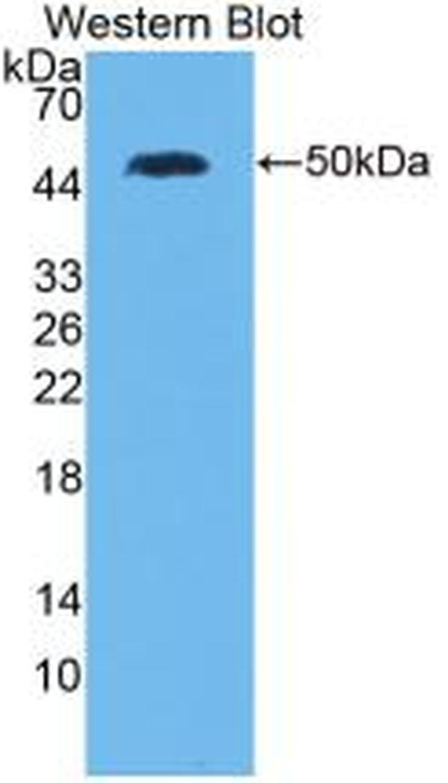 IL-28A Antibody in Western Blot (WB)