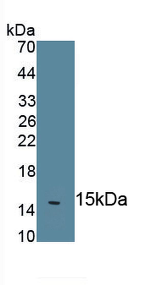 IL-18 Antibody in Western Blot (WB)