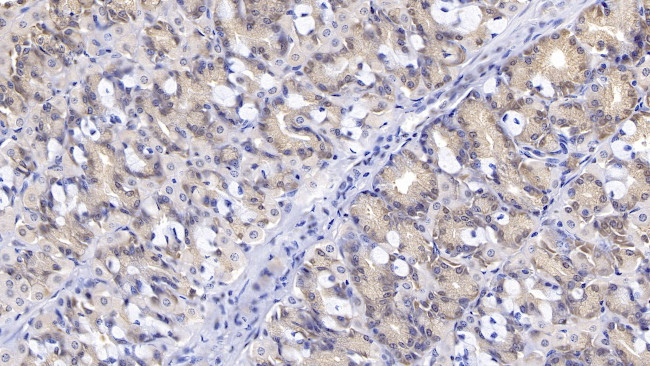 Interferon beta Antibody in Immunohistochemistry (Paraffin) (IHC (P))