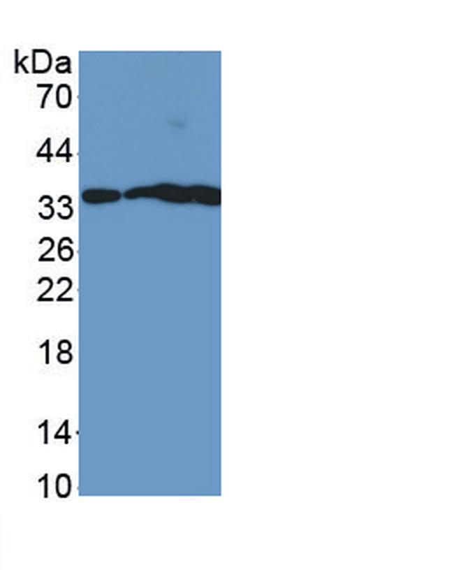 NGF Antibody in Western Blot (WB)