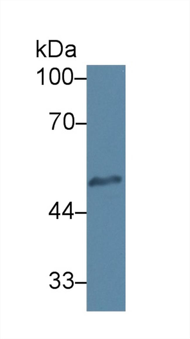 HPa1 Antibody in Western Blot (WB)