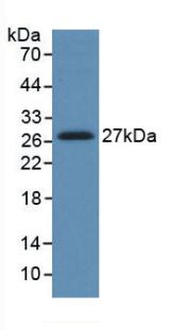 HGF Antibody in Western Blot (WB)