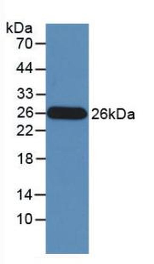 Granzyme M Antibody in Western Blot (WB)