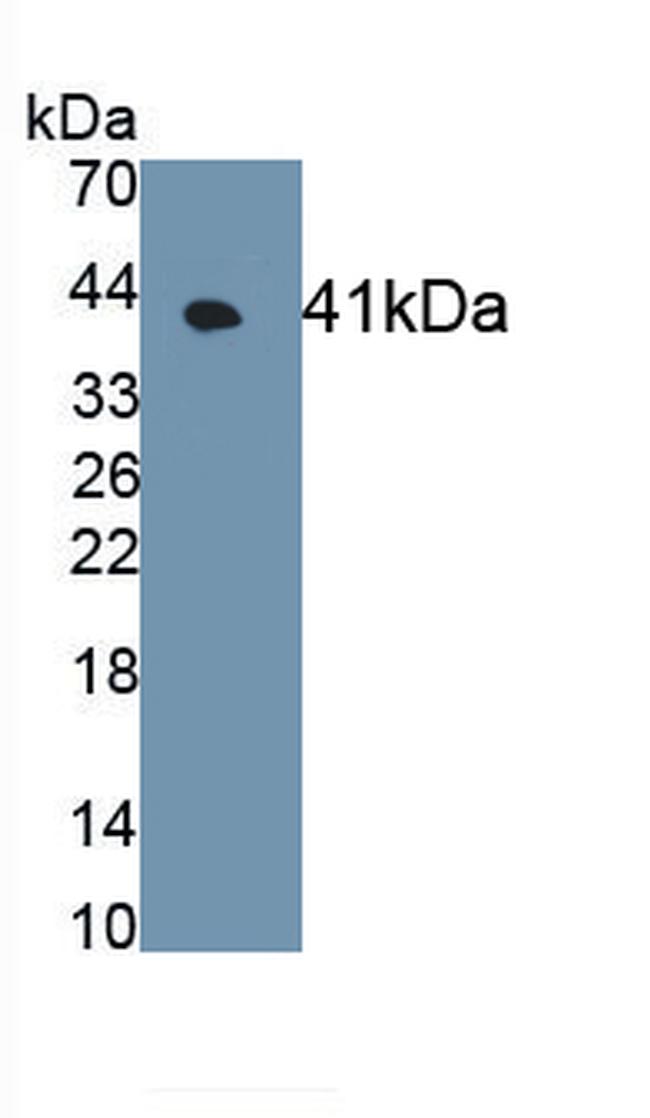 GPR35 Antibody in Western Blot (WB)