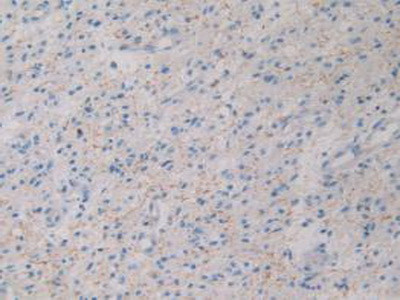 GHRH Antibody in Immunohistochemistry (Paraffin) (IHC (P))