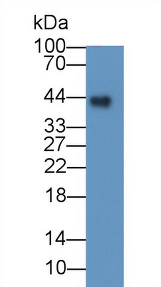 Folate Receptor alpha Antibody in Western Blot (WB)