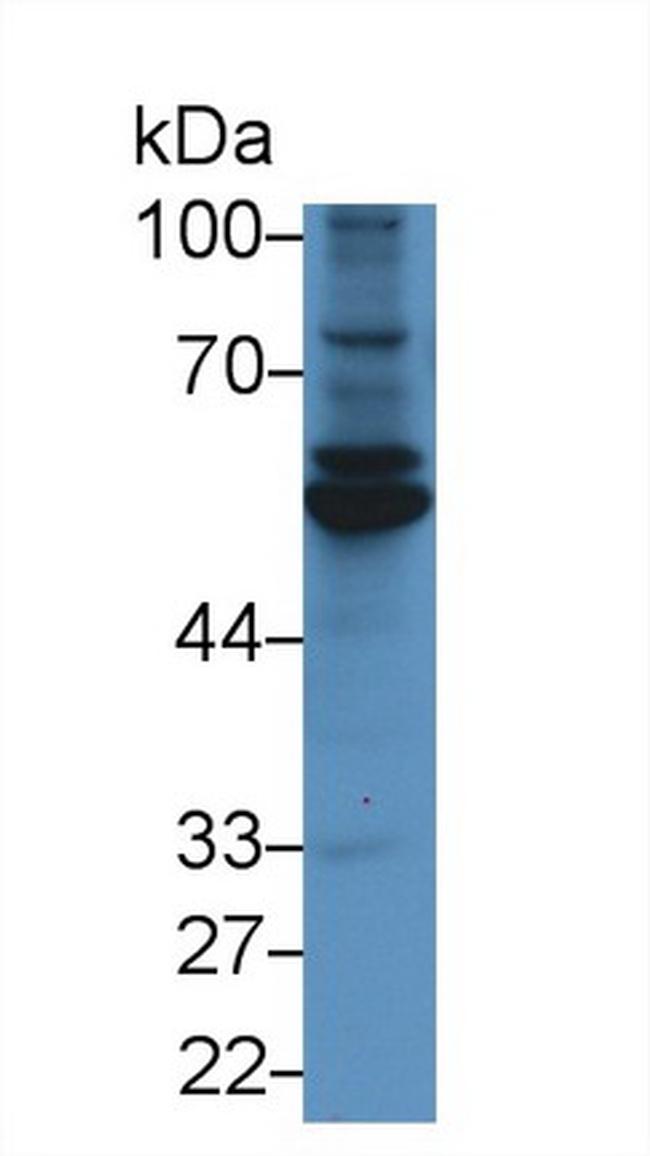 Fibulin 3 Antibody in Western Blot (WB)