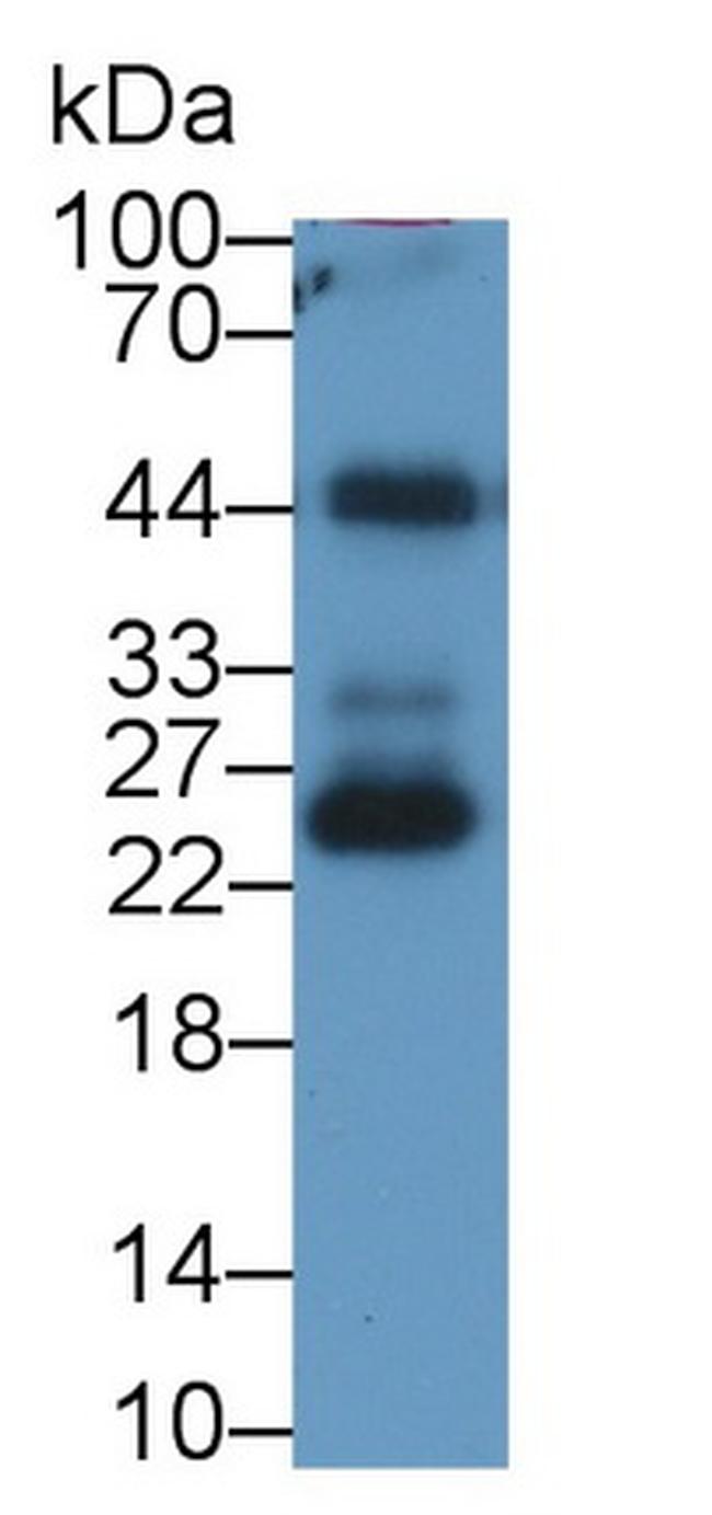 Ferritin Light Chain Antibody in Western Blot (WB)