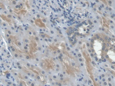 Epo Antibody in Immunohistochemistry (Paraffin) (IHC (P))