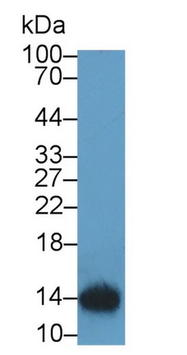 Thioredoxin 1 Antibody in Western Blot (WB)