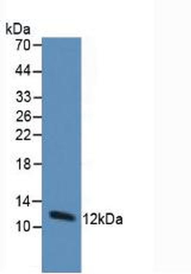 Thioredoxin 1 Antibody in Western Blot (WB)