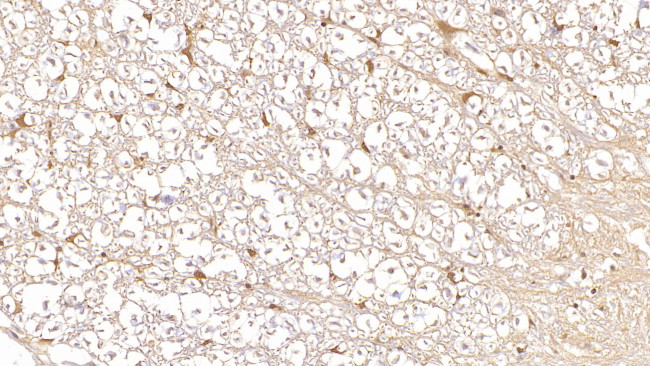 DUSP3 Antibody in Immunohistochemistry (Paraffin) (IHC (P))